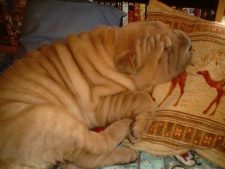 Un gros dodo.
