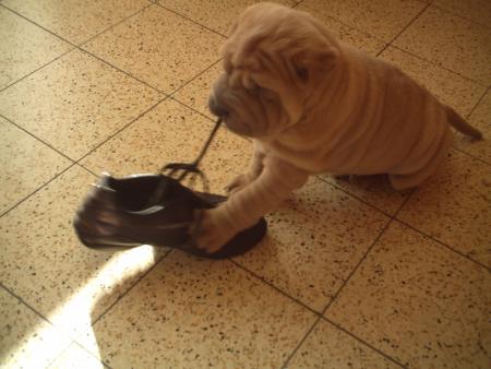 Oups la chaussure.