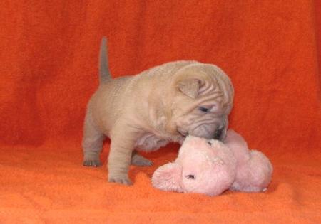 Mon nounours.